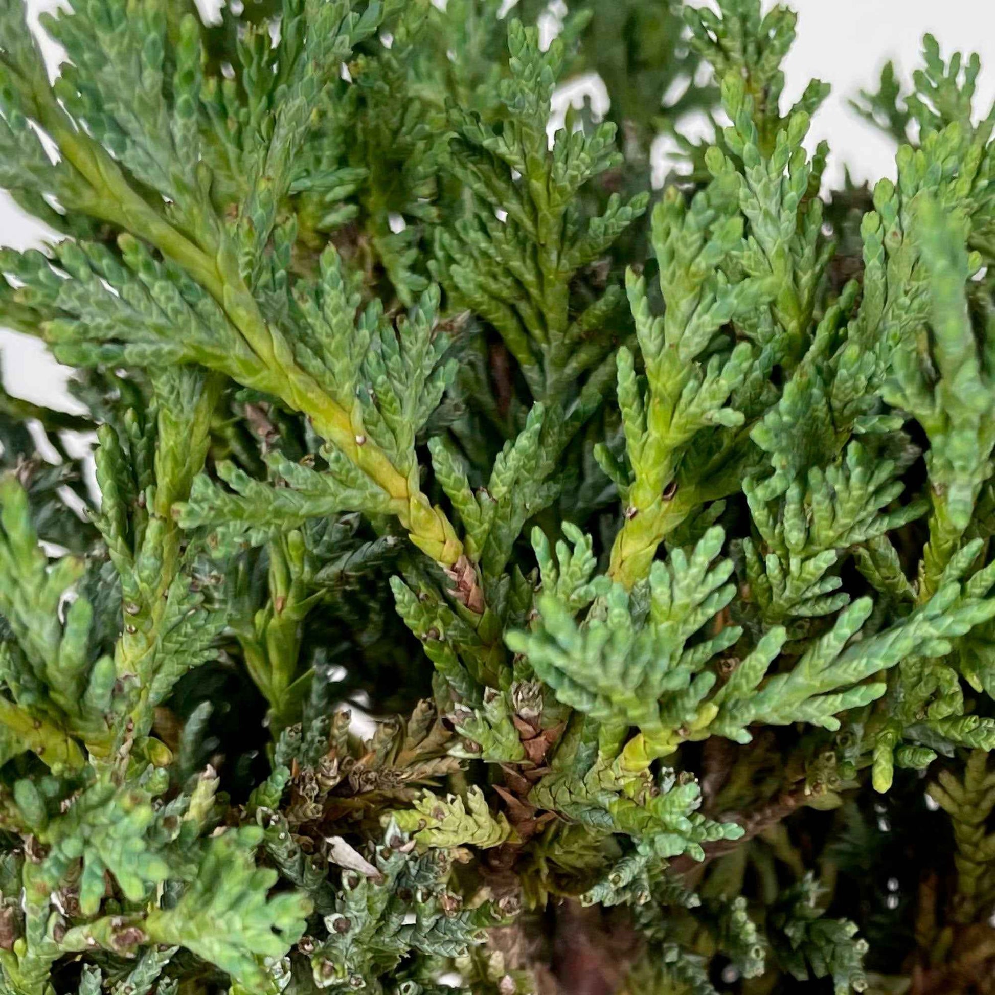 Juniperus Scopulorum 'Moonglow' XL bleu - Caractéristiques des plantes