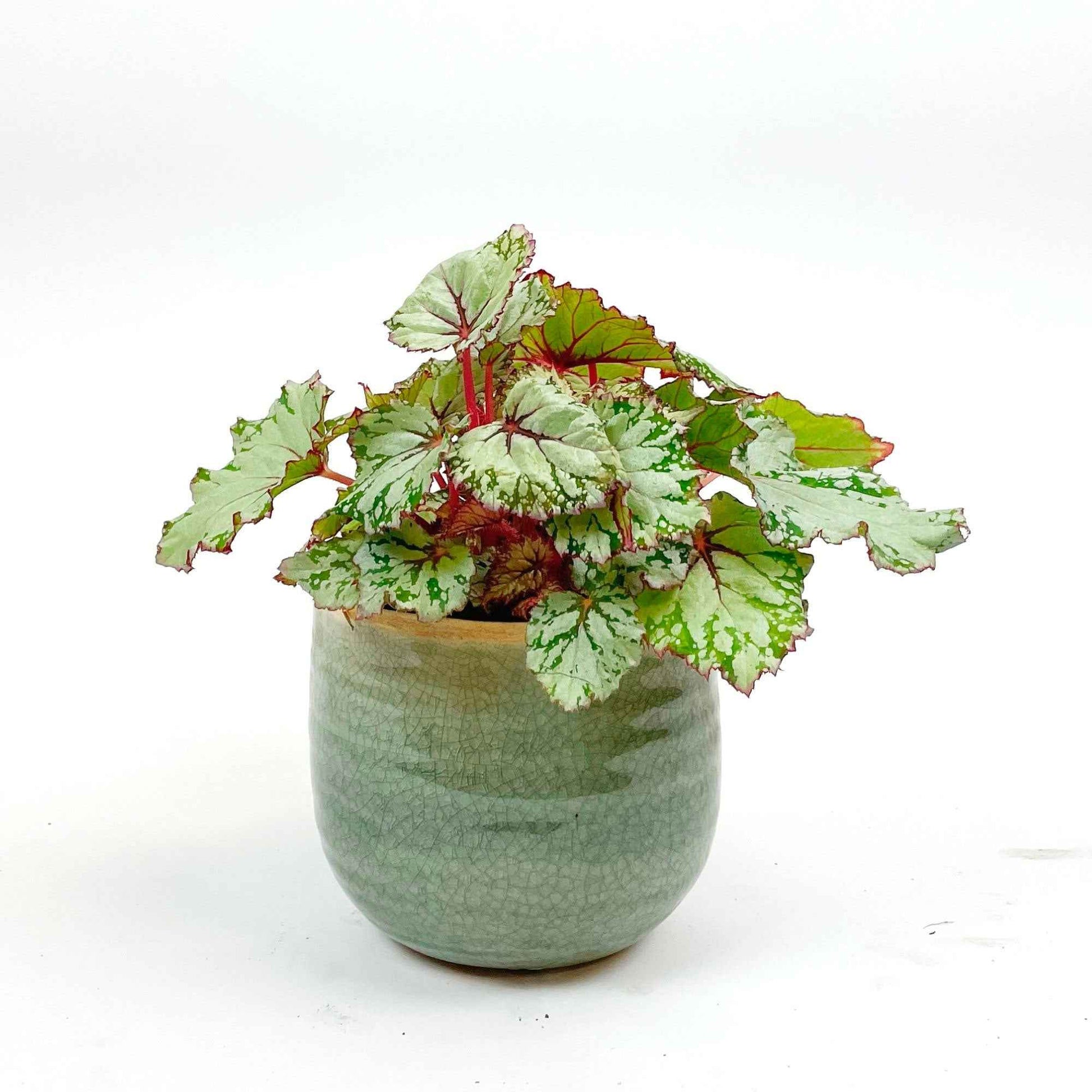 Bégonia Begonia 'Asian Tundra' avec pot décoratif vert - Plantes d'intérieur