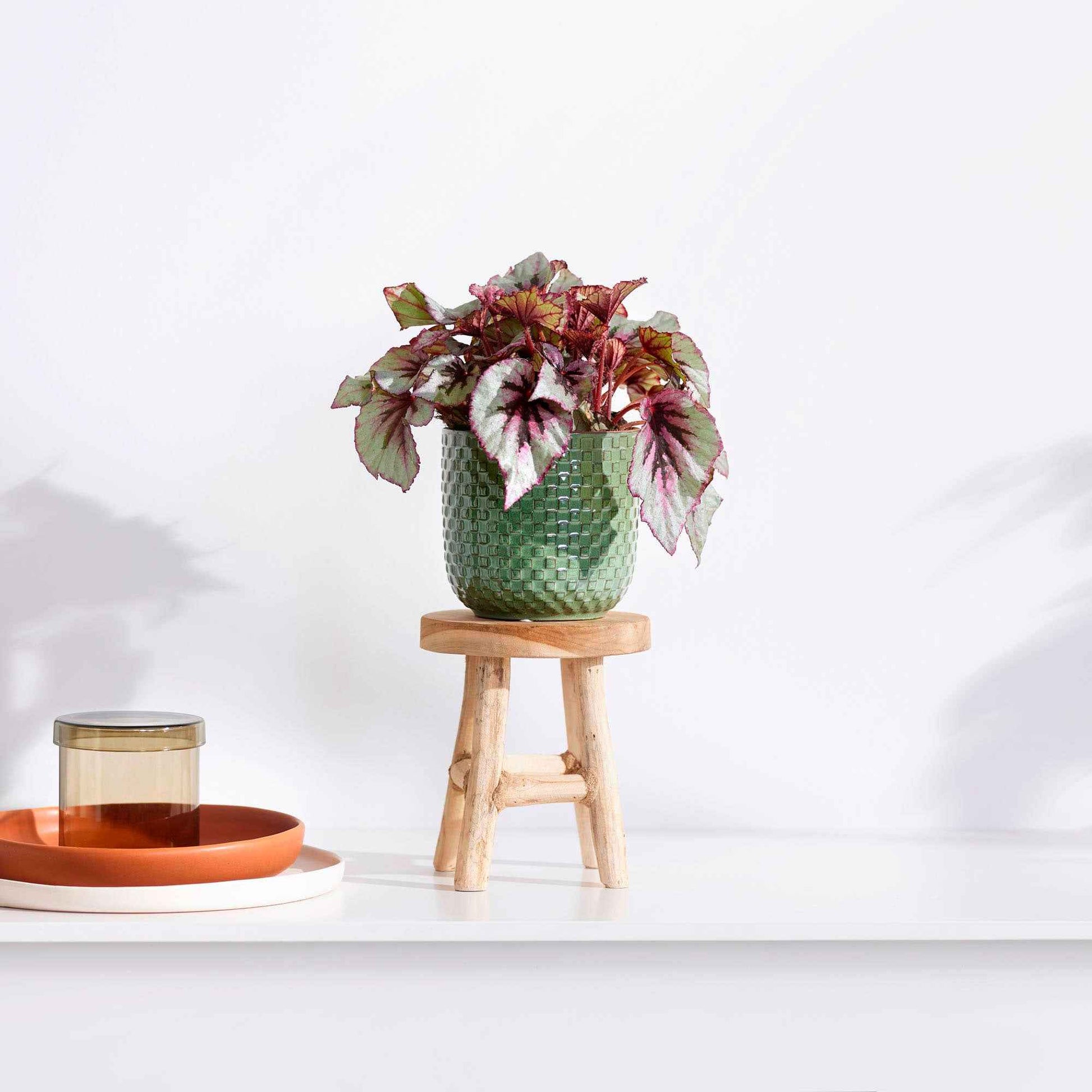 Bégonia Begonia 'Asian Tundra' avec pot décoratif et tabouret - Plantes d'intérieur : les tendances actuelles