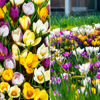 500x Crocus - Mélange multicolore 'Fleurs magnifiques' - Bulbes de fleurs par catégorie