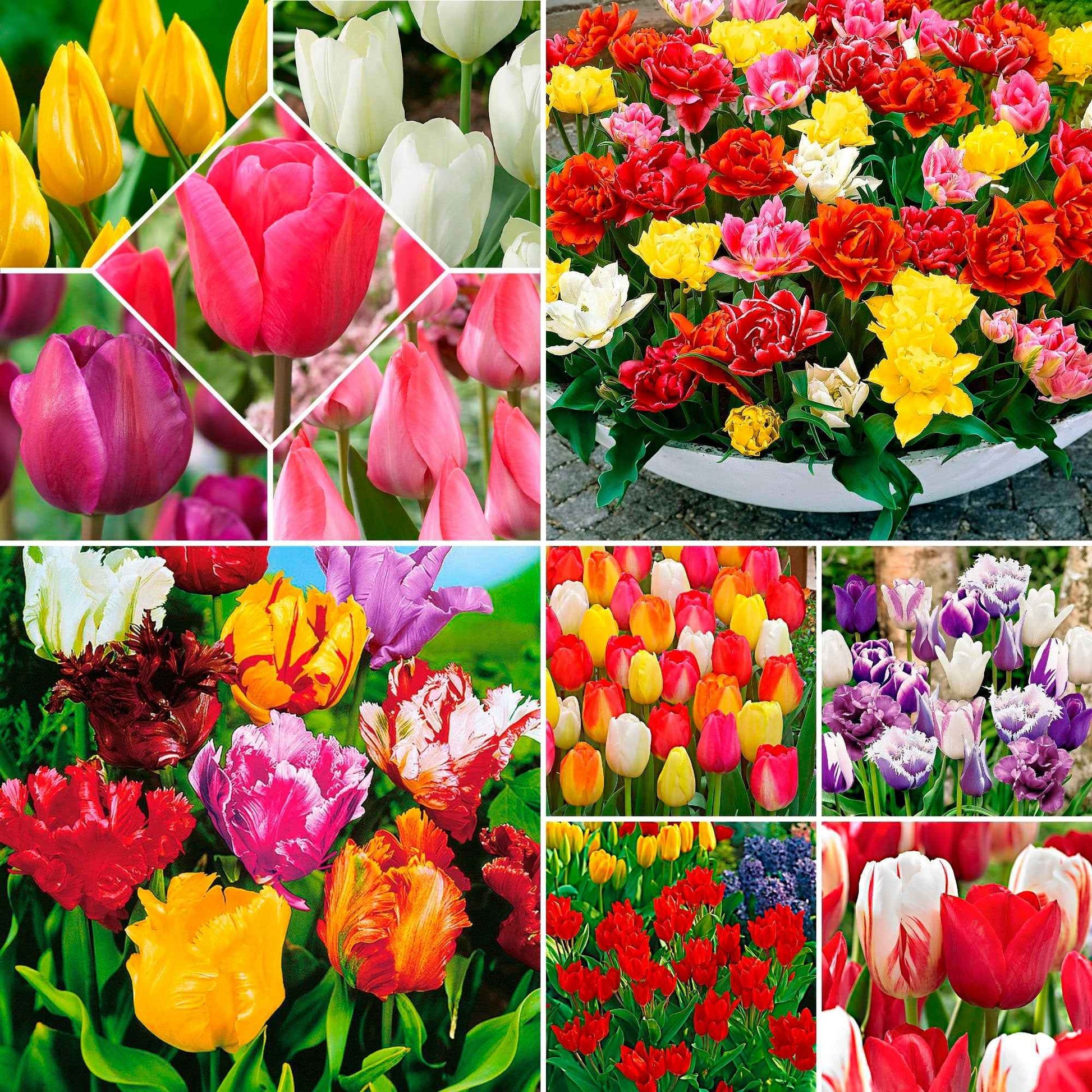 480x Tulipe Tulipa - Mélange multicolore 'Tulipes colorées' Mélange de couleurs - Bulbes de fleurs par catégorie