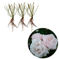 3x Rosier grimpant Rosa hybride 'New Dawn'® Rose  - Plants à racines nues - Caractéristiques des plantes