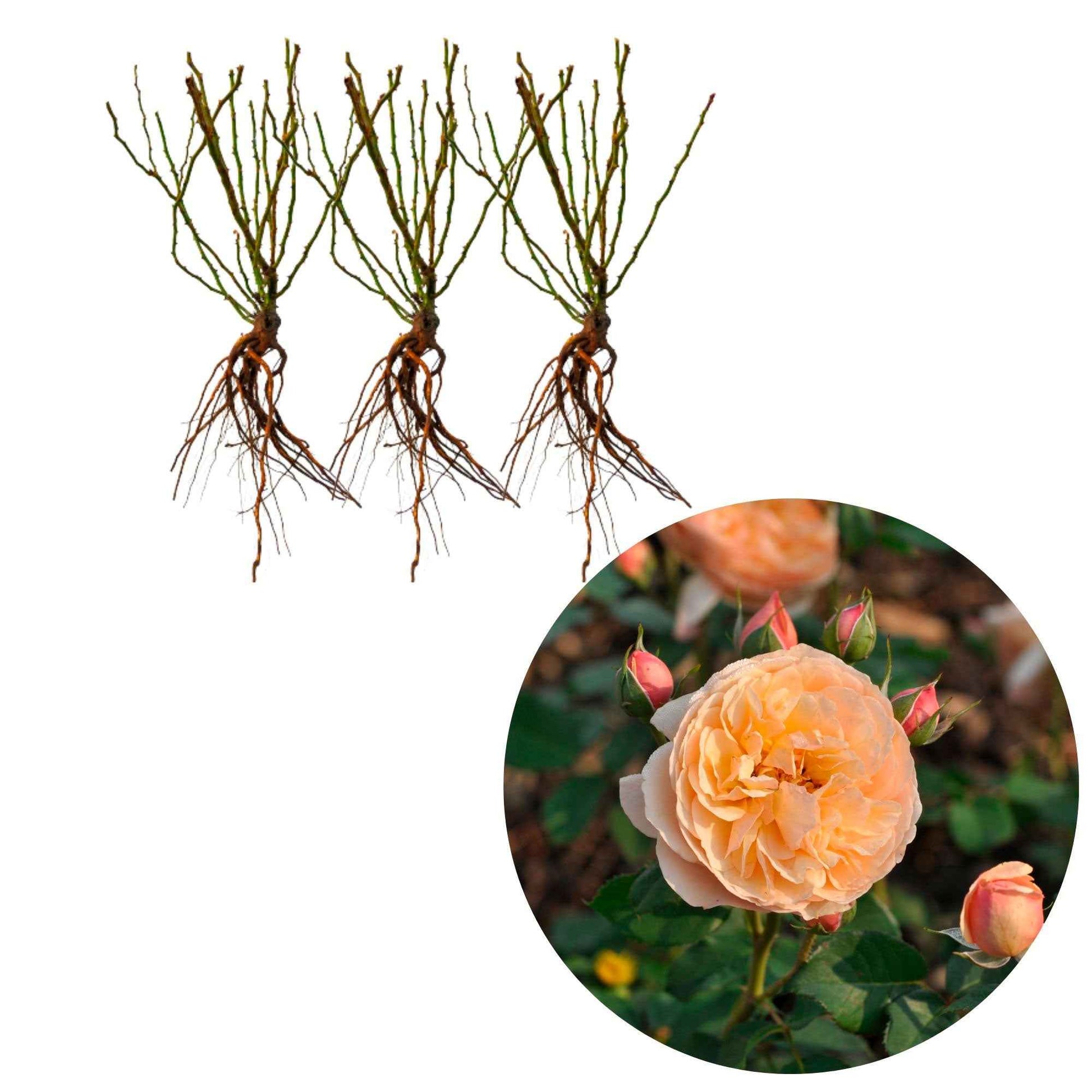 3x Roses Rosa 'Eveline Wild'® floribunda Rose  - Plants à racines nues - Plantes d'extérieur
