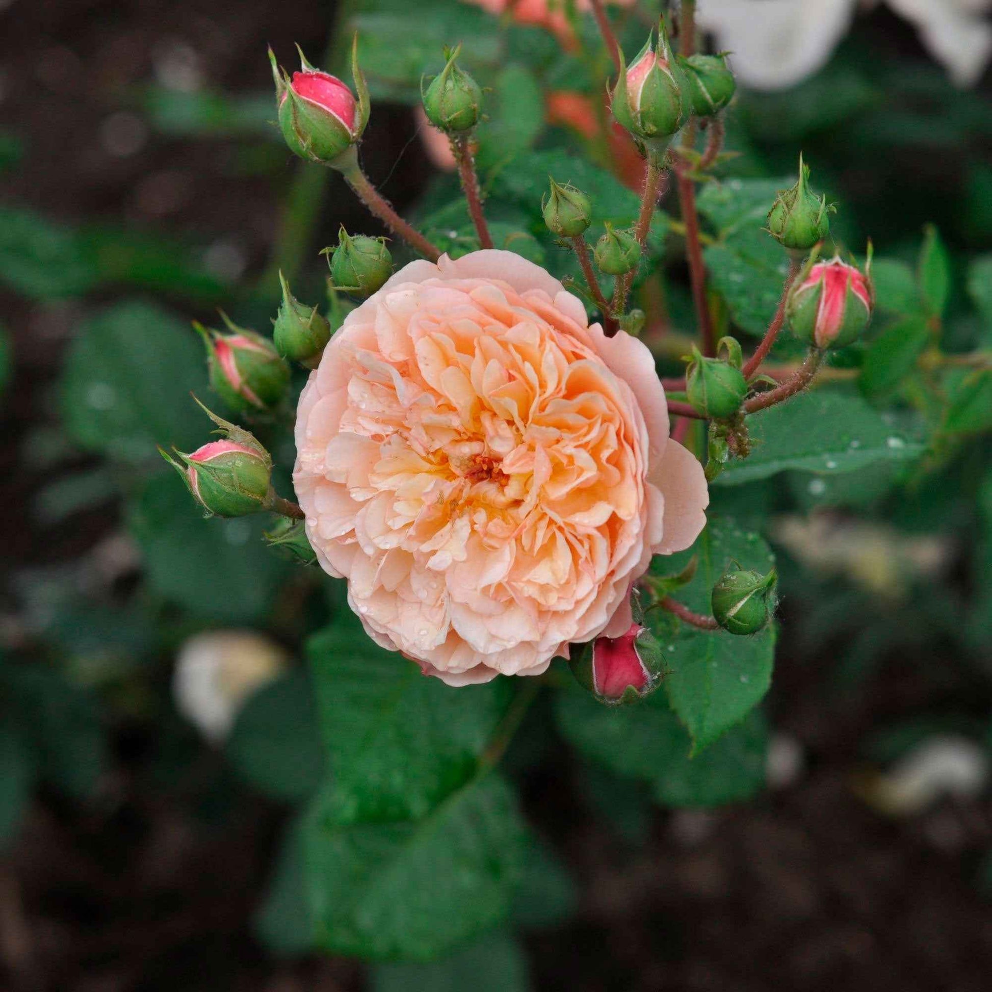3x Roses Rosa 'Eveline Wild'® floribunda Rose  - Plants à racines nues - Caractéristiques des plantes