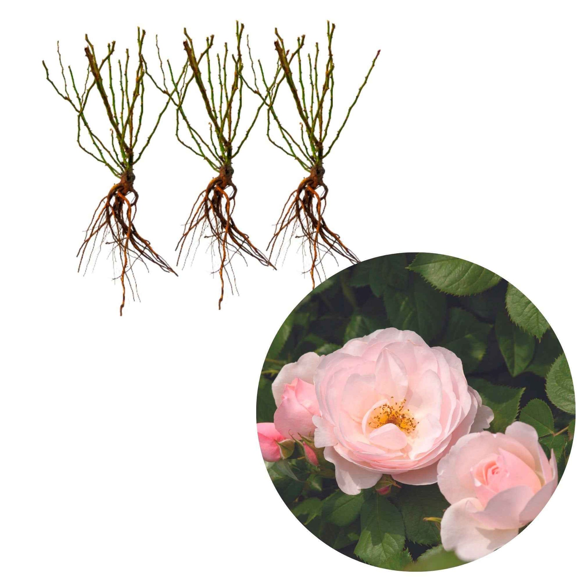 3x Roses Rosa 'Pear'® Rose  - Plants à racines nues - Plantes rustiques