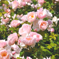 3x Roses Rosa 'Pear'® Rose  - Plants à racines nues - Espèces de plantes