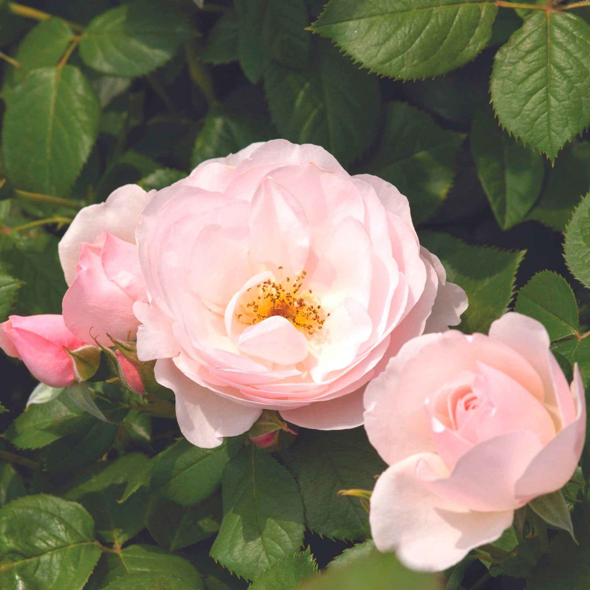 3x Roses Rosa 'Pear'® Rose  - Plants à racines nues - Plantes d'extérieur
