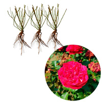 3x Roses Rosa 'Red Meilove'® Rouge  - Plants à racines nues - Plantes d'extérieur
