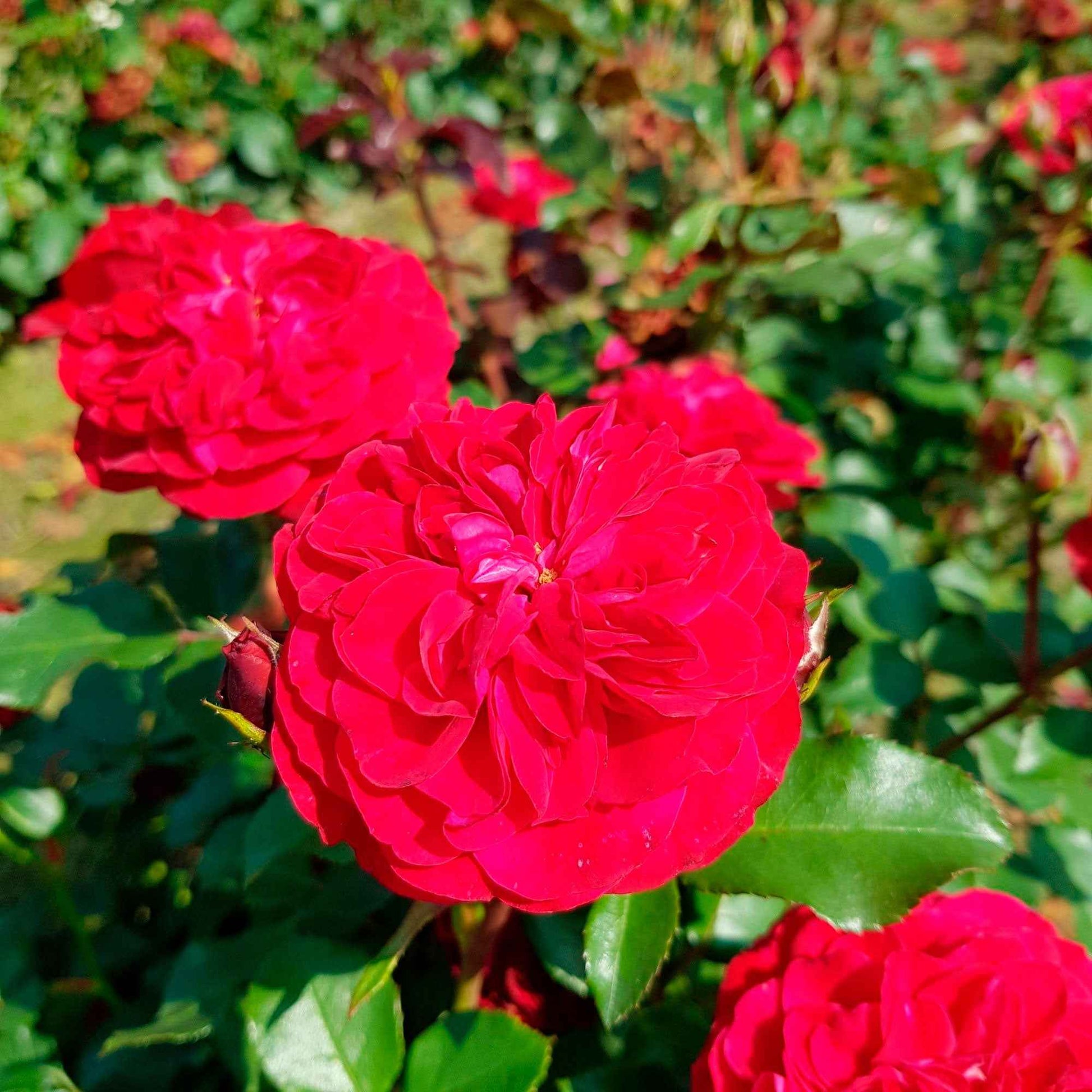 3x Roses Rosa 'Red Meilove'® Rouge  - Plants à racines nues - Espèces de plantes