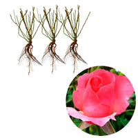 3x Rosier multiflore Rosier Rosa 'Ville de Roeulx'® Rose  - Plants à racines nues - Plantes d'extérieur
