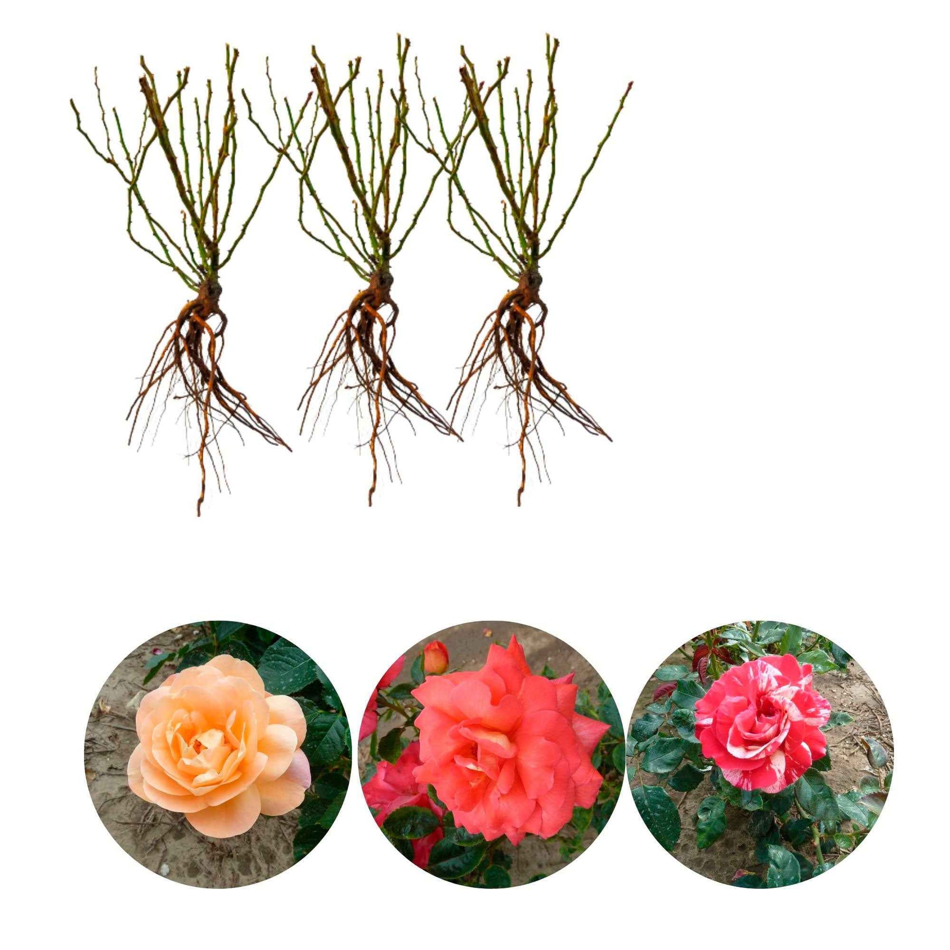 3x Rosier à grandes fleurs Rosa 'Parfumées et multicolores'  Mélange de couleurs  - Plants à racines nues - Espèces de plantes