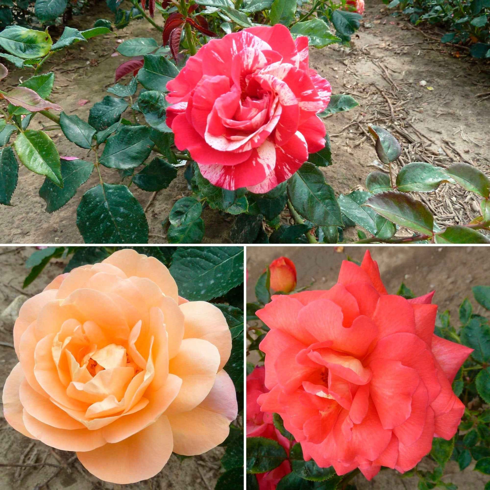 3x Rosier à grandes fleurs Rosa 'Parfumées et multicolores'  Mélange de couleurs  - Plants à racines nues - Arbustes à papillons et plantes mellifères
