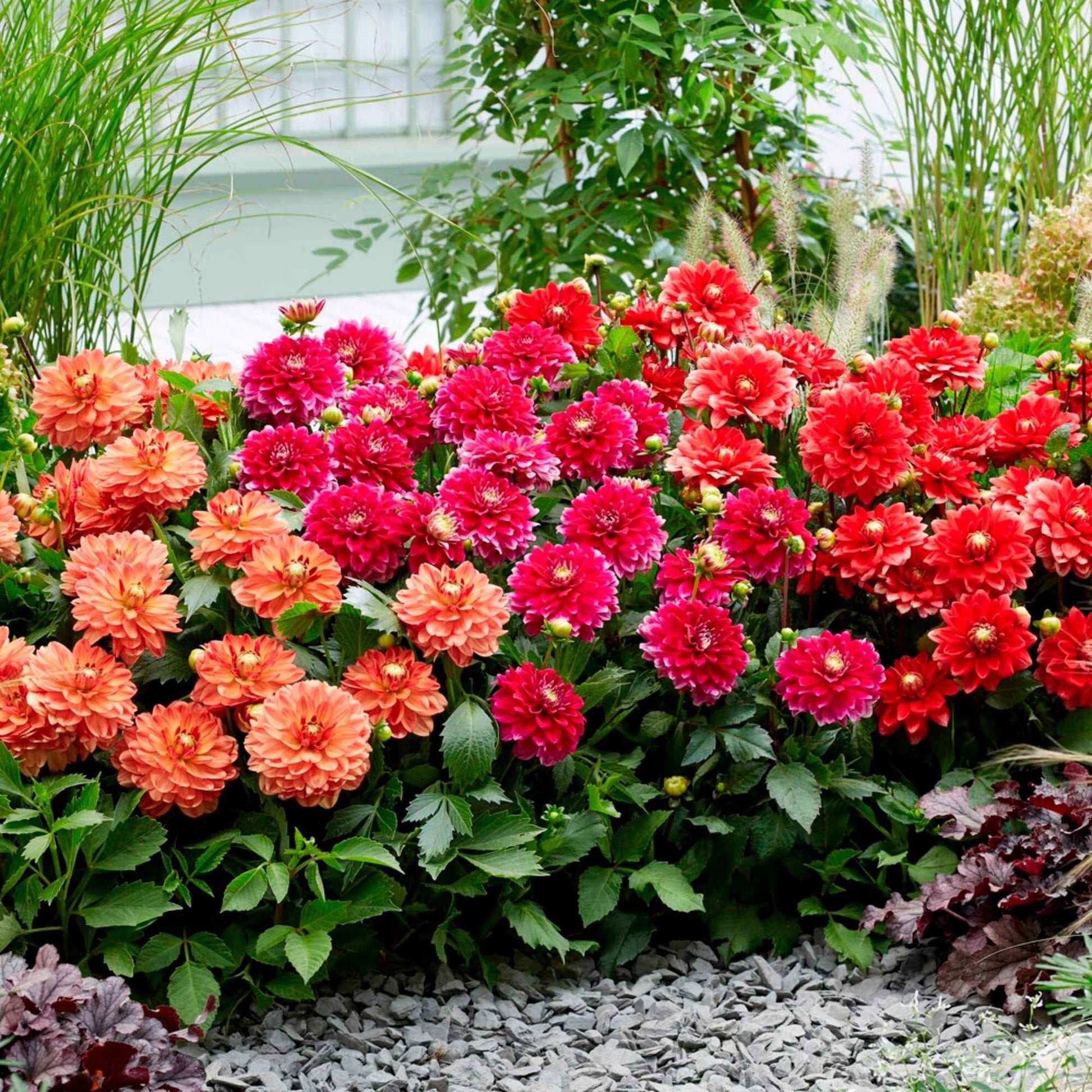 Dahlias en mélange  Orangé-Rouge-Rose - Bulbes de fleurs populaires