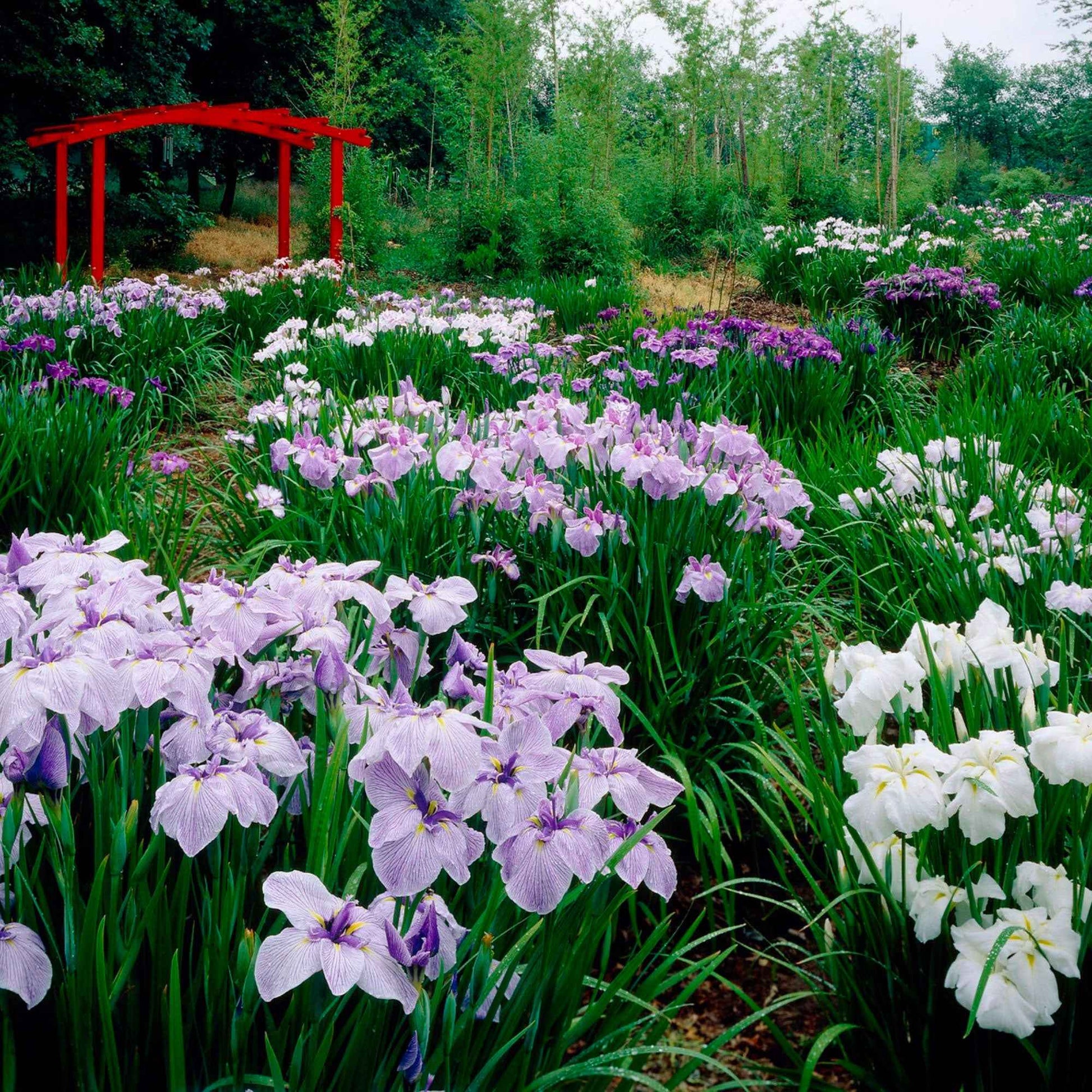 3x Iris du Japon ensata - Mélange 'Elegant Flowers' - violet-bleu-blanc - Arbustes à papillons et plantes mellifères