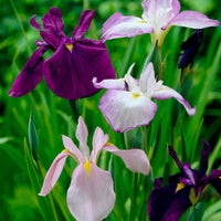 3x Iris du Japon ensata - Mélange 'Elegant Flowers' - violet-bleu-blanc - Bulbes d'été