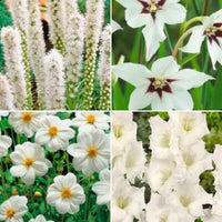 50x Mélange 'Collection Blanche' blanc - Bulbes de fleurs par catégorie