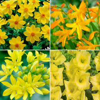 50x Mélange 'Collection Jaune' jaune - Bulbes de fleurs par catégorie