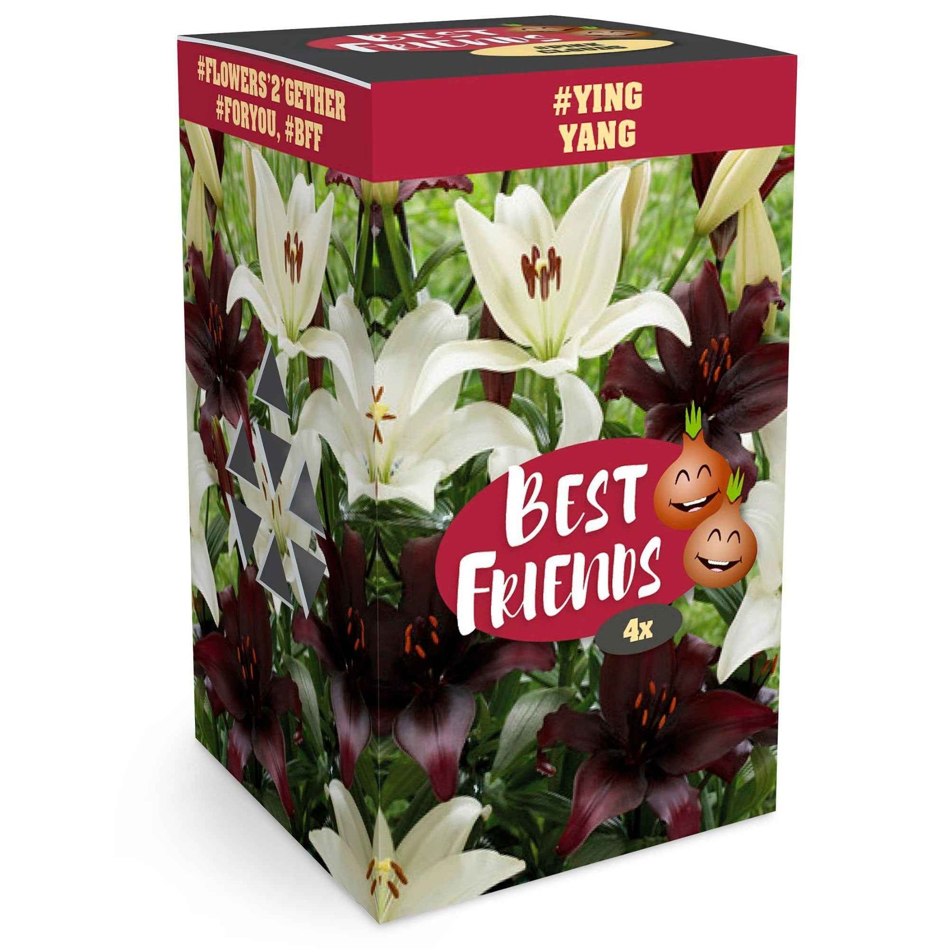 Lys Lilium Box 'YingYang' Noir-Blanc - Bulbes de fleurs populaires