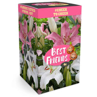 Lys Lilium Box  'Cheek to Cheek' Blanc-Rose - Bulbes de fleurs populaires