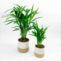 2x Palmier Areca Dypsis lutescens avec cache-pots blancs - Ensembles de plantes d'intérieur