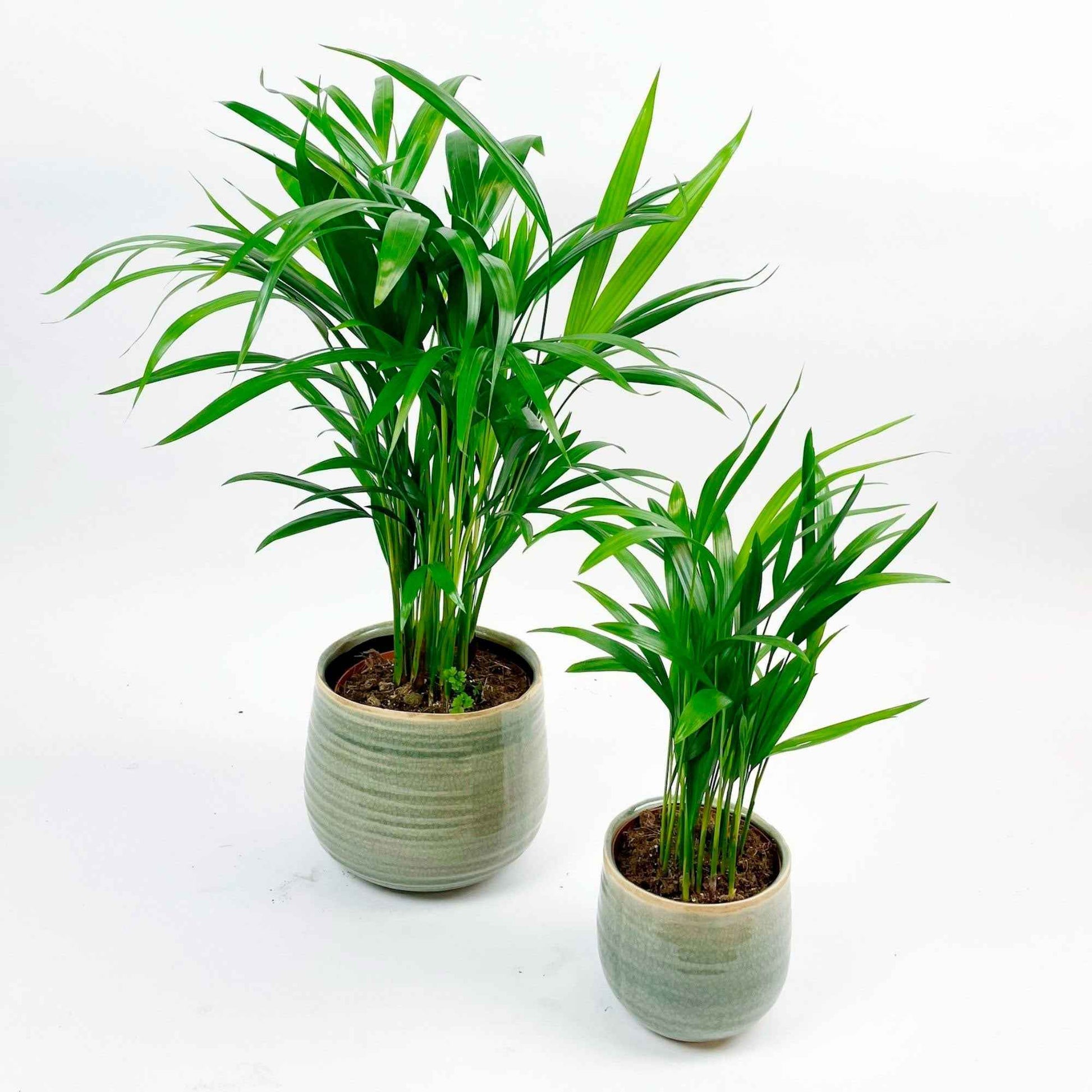 2x Palmier Areca Dypsis lutescens avec cache-pots verts - Ensembles de plantes d'intérieur