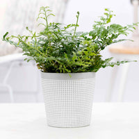 Fougère mère Asplenium parvati avec cache-pot blanc - Ensembles de plantes d'intérieur