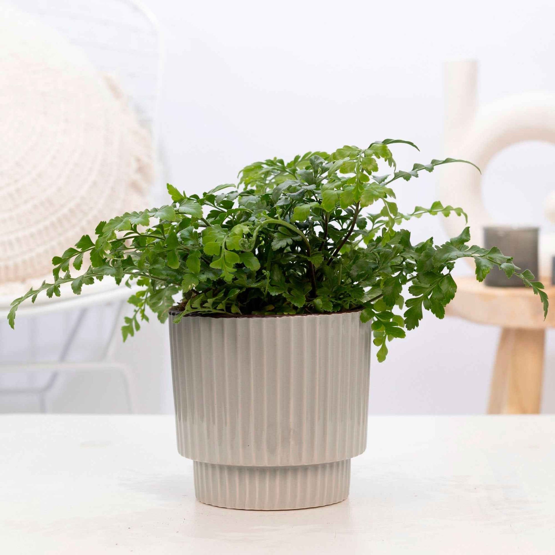 Fougère mère Asplenium parvati avec pot décoratif en terre cuite - Ensembles de plantes d'intérieur