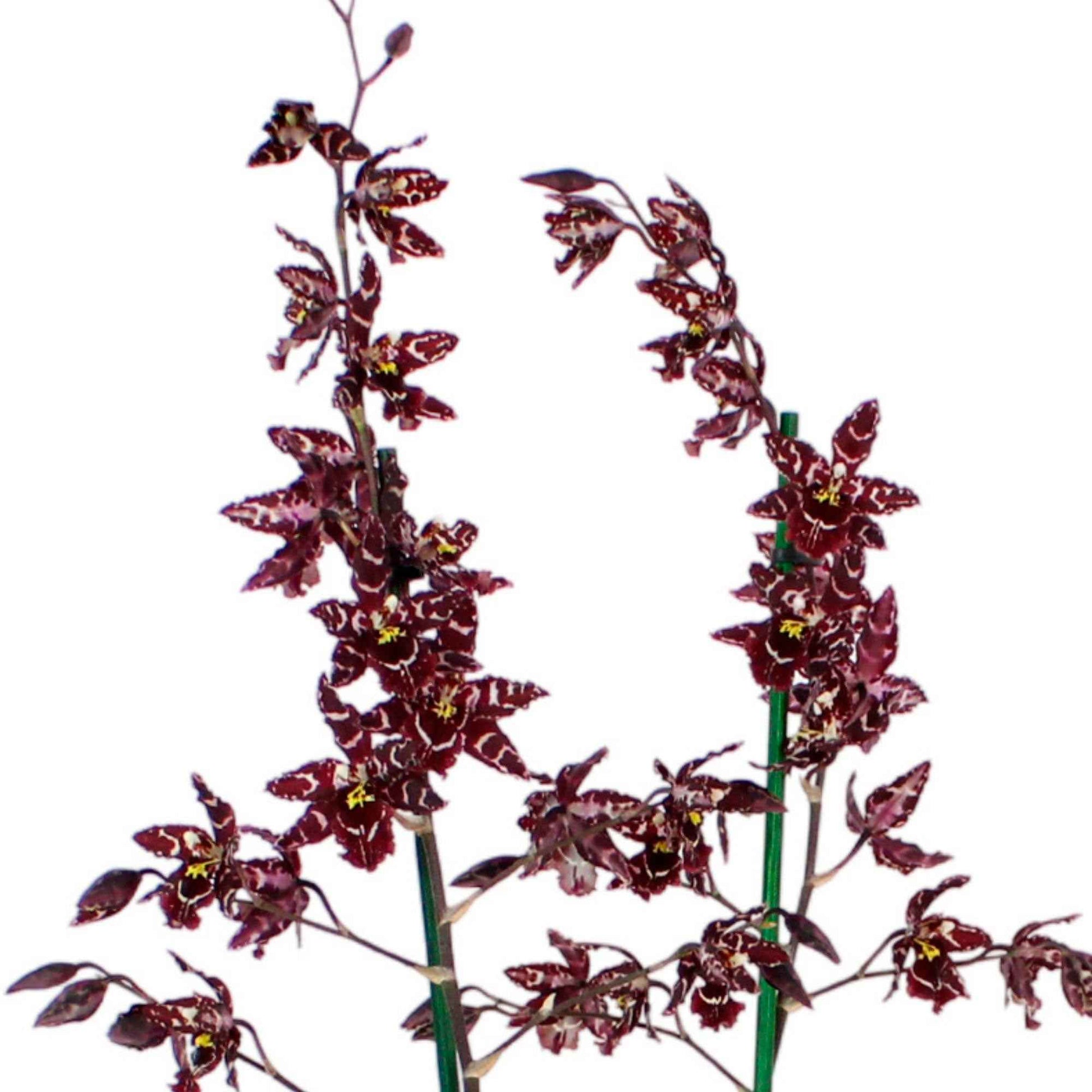 Orchidée Cambria Odontoglossum 'Stirbic' Violet-Blanc - Orchidées