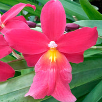 Orchidée Cambria Odontoglossum 'Francine' Rose - Orchidée - Phalaenopsis