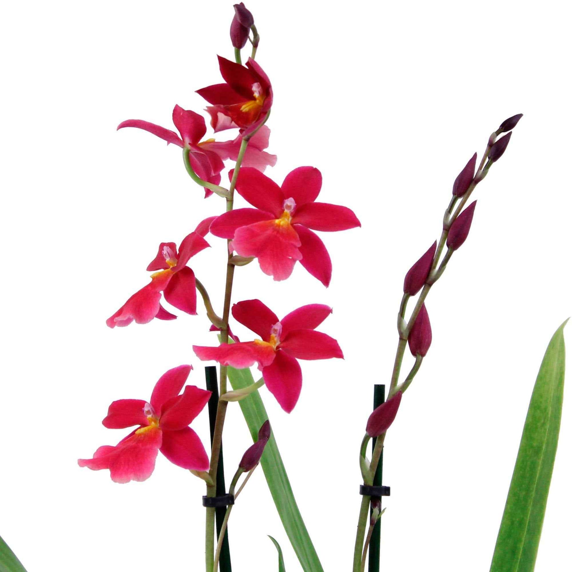 Orchidée Cambria Odontoglossum 'Francine' Rose - Plantes d'intérieur