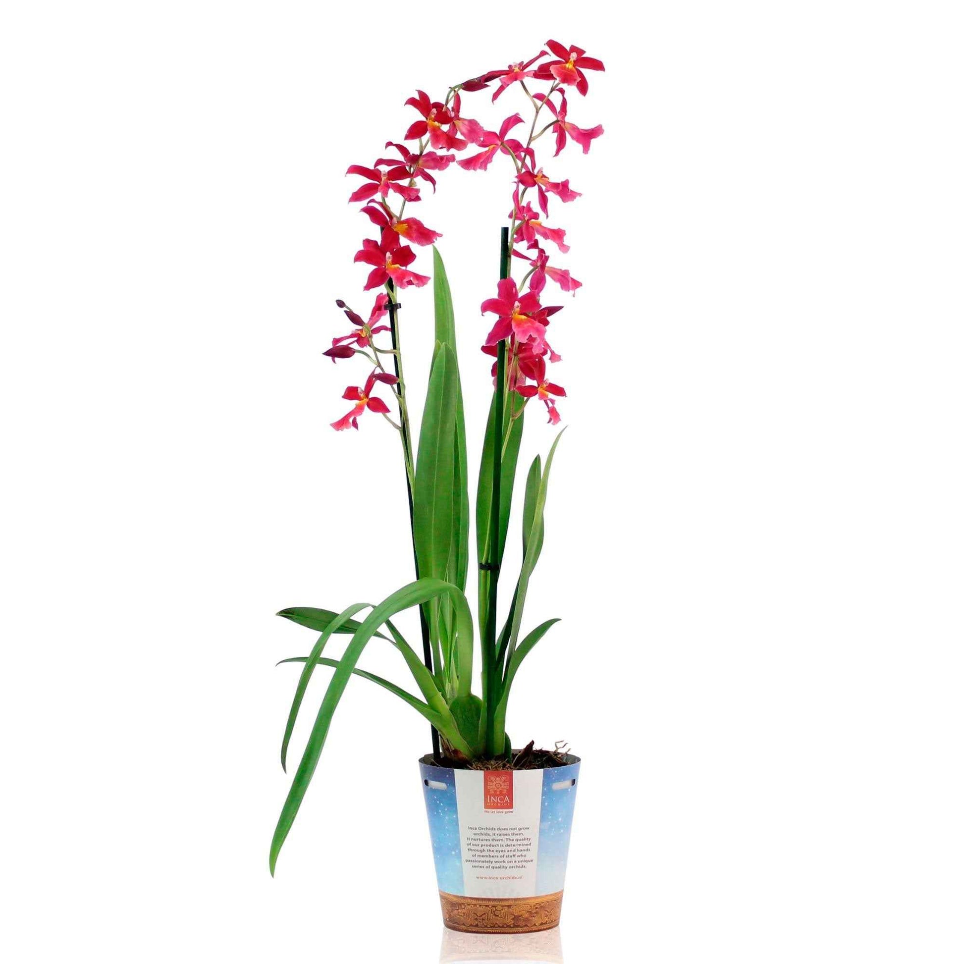 Orchidée Cambria Odontoglossum 'Francine' Rose - Plantes d'intérieur : les tendances actuelles