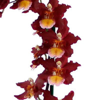 Orchidée Cambria Odontoglossum 'Wildfire' Rouge-Orangé - Orchidée - Phalaenopsis