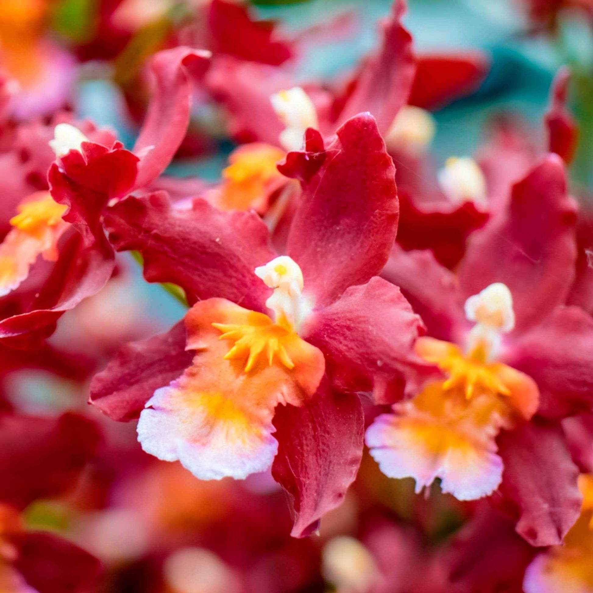 Orchidée Cambria Odontoglossum 'Wildfire' Rouge-Orangé - Idées cadeaux