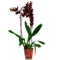 Orchidée Cambria Odontoglossum 'Wildfire' Rouge-Orangé - Cadeaux Saint Valentin