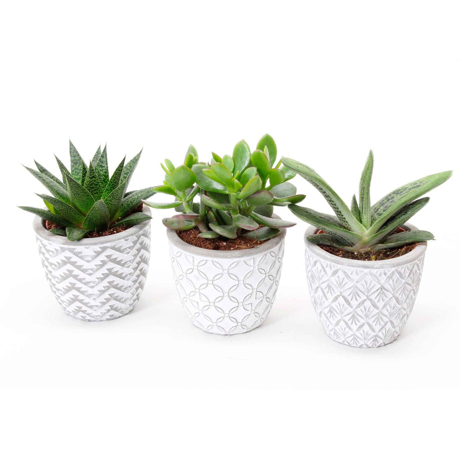 3x Succulente - Mélange 'Little Flow' avec cache-pots blancs - Ensembles de plantes d'intérieur