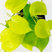 Philodendron 'Lime'  - Plante suspendue - Plantes d'intérieur