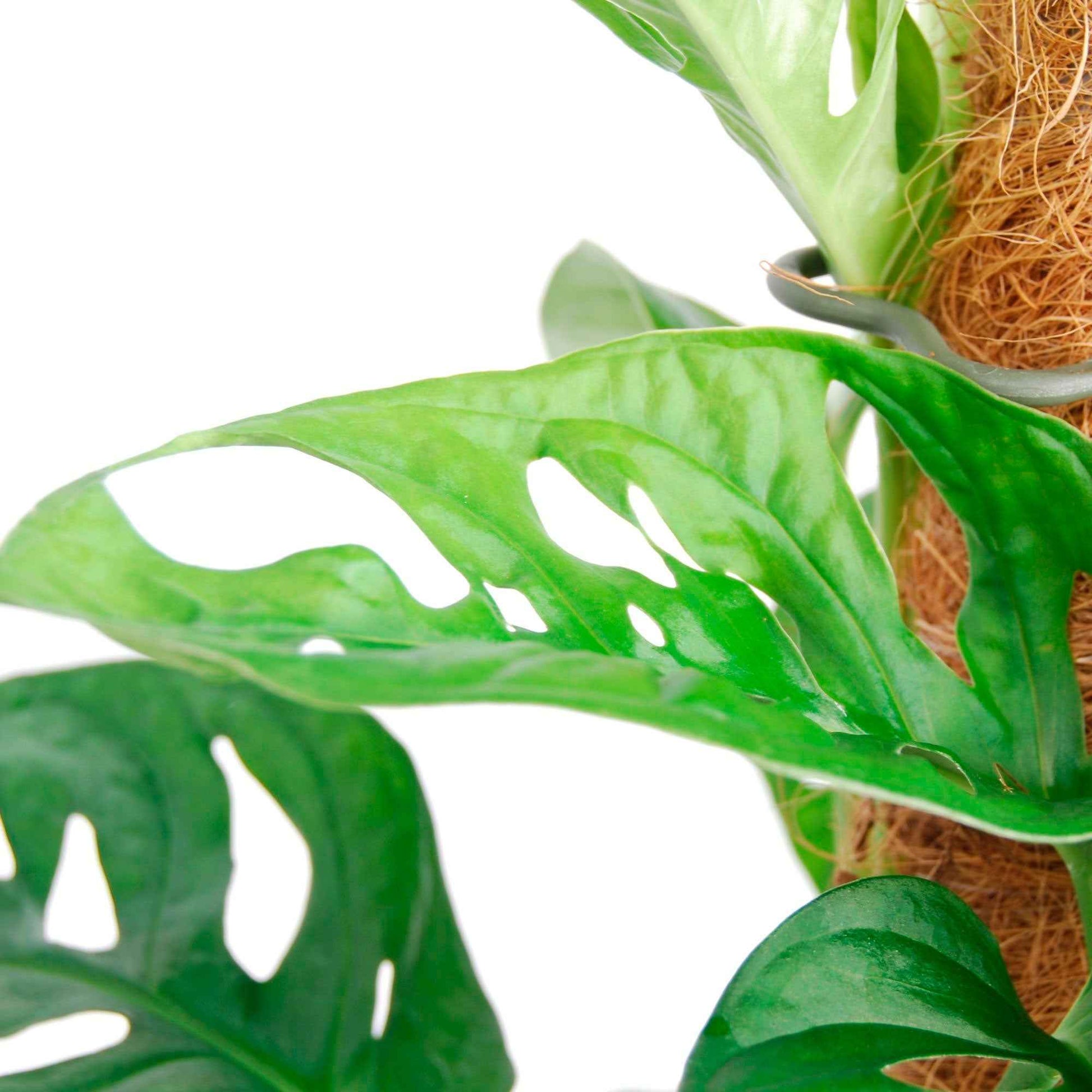 Plante à trous Monstera 'Monkey Leaf' - Bio - Petites plantes d'intérieur