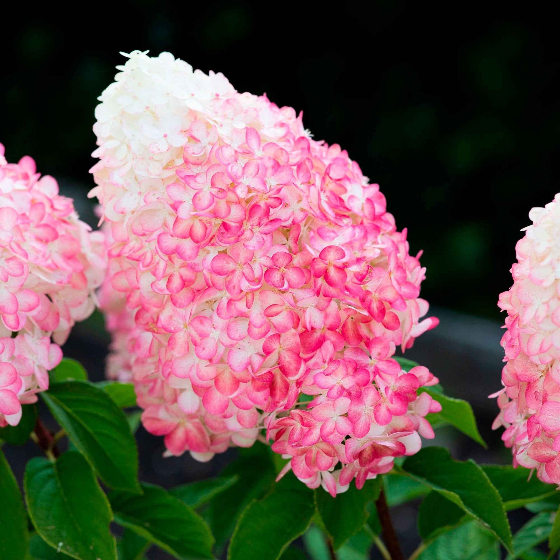 Hortensia Hydrangea 'Living Pink & Rose' Rose - Arbustes à fleurs
