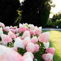 Hortensia Hydrangea 'Living Pink & Rose' Rose - Arbustes fleuris