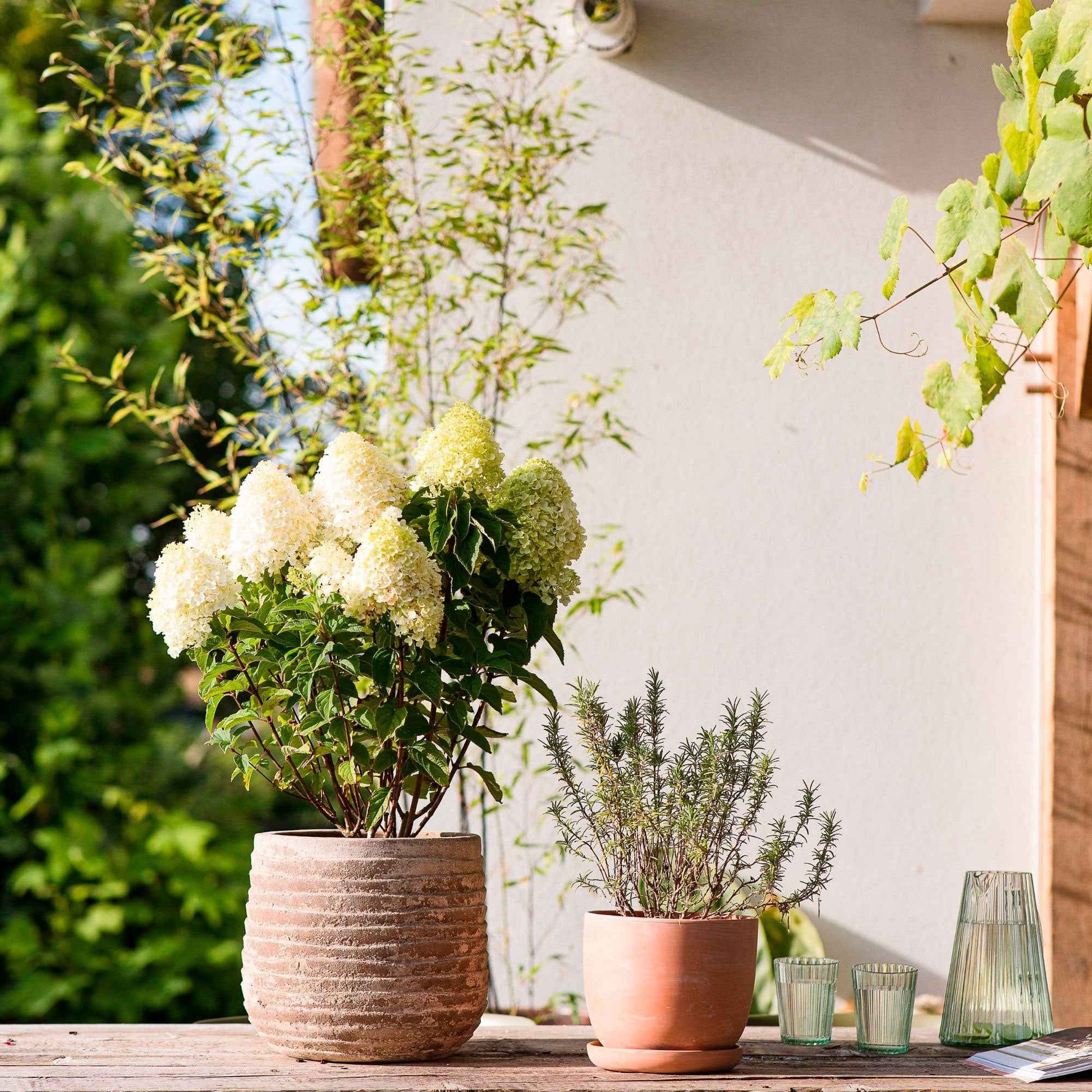 Hortensia Hydrangea 'Living Sugar Rush' Blanc - Arbustes