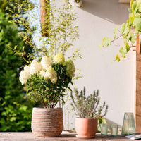 Hortensia Hydrangea 'Living Sugar Rush' Blanc - Arbustes fleuris