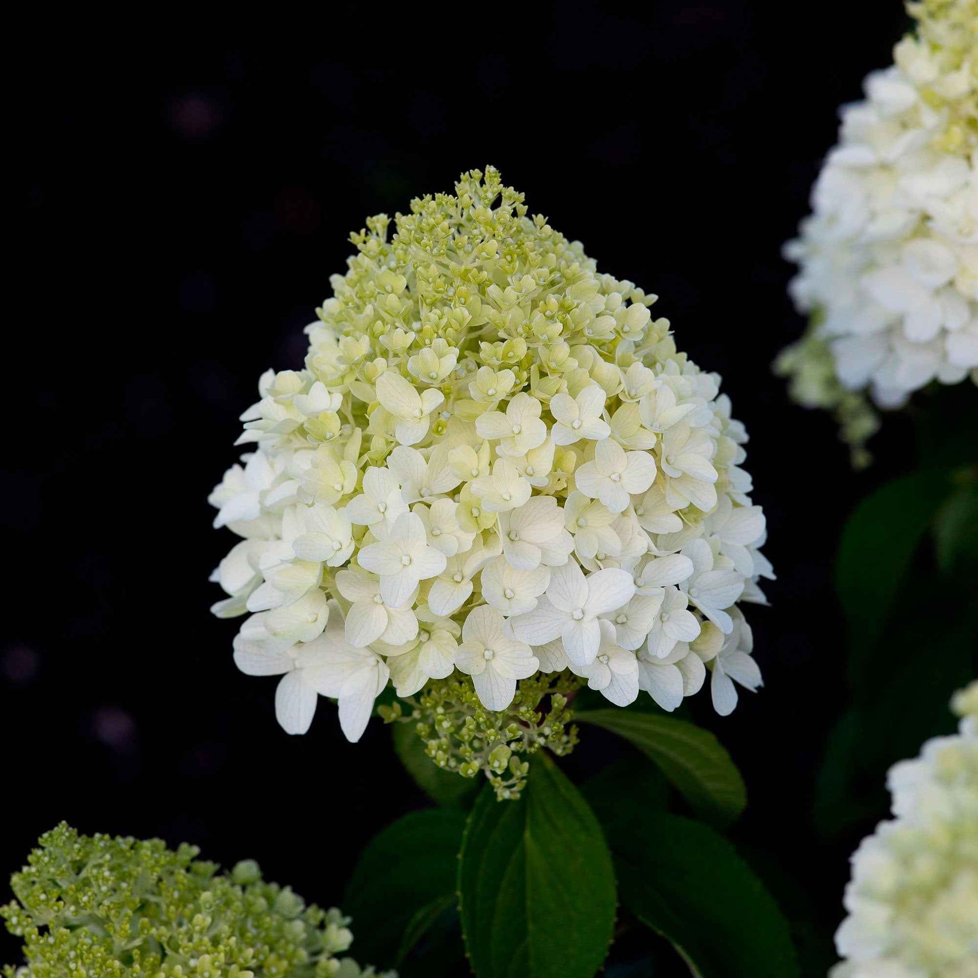 Hortensia Hydrangea 'Living Sugar Rush' Blanc - Arbustes à fleurs