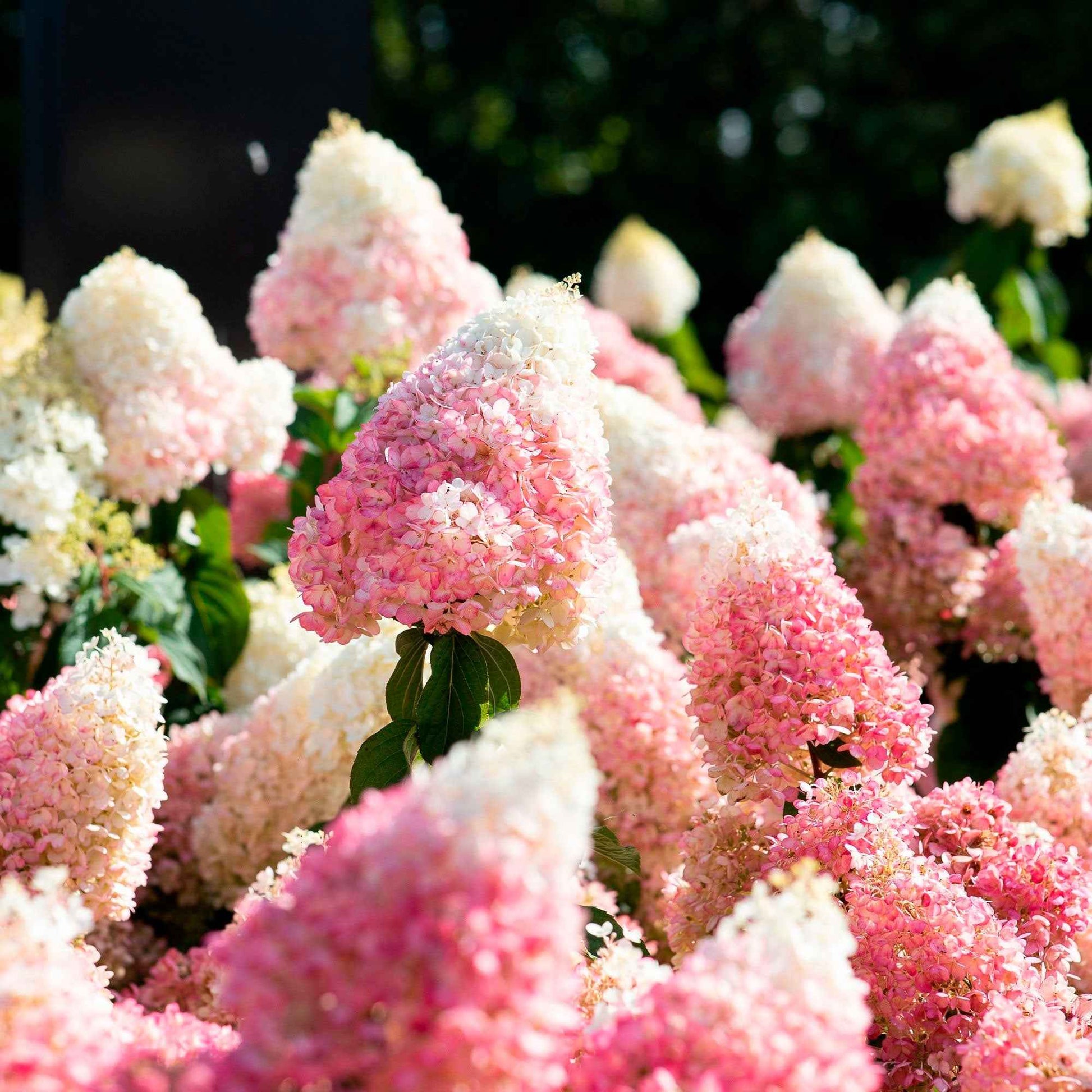Hortensia Hydrangea 'Living Strawberry Blossom' Rose - Arbustes