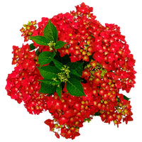 Hortensia paysan Hydrangea 'Sapphire' Rouge - Arbustes