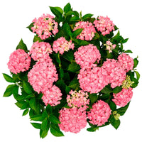 Hortensia paysan Hydrangea 'Hortbux Pink' Rose - Arbustes