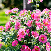 Malva du Cap Anisodontea 'Princess Pink' Rose - Fleurs de balcon
