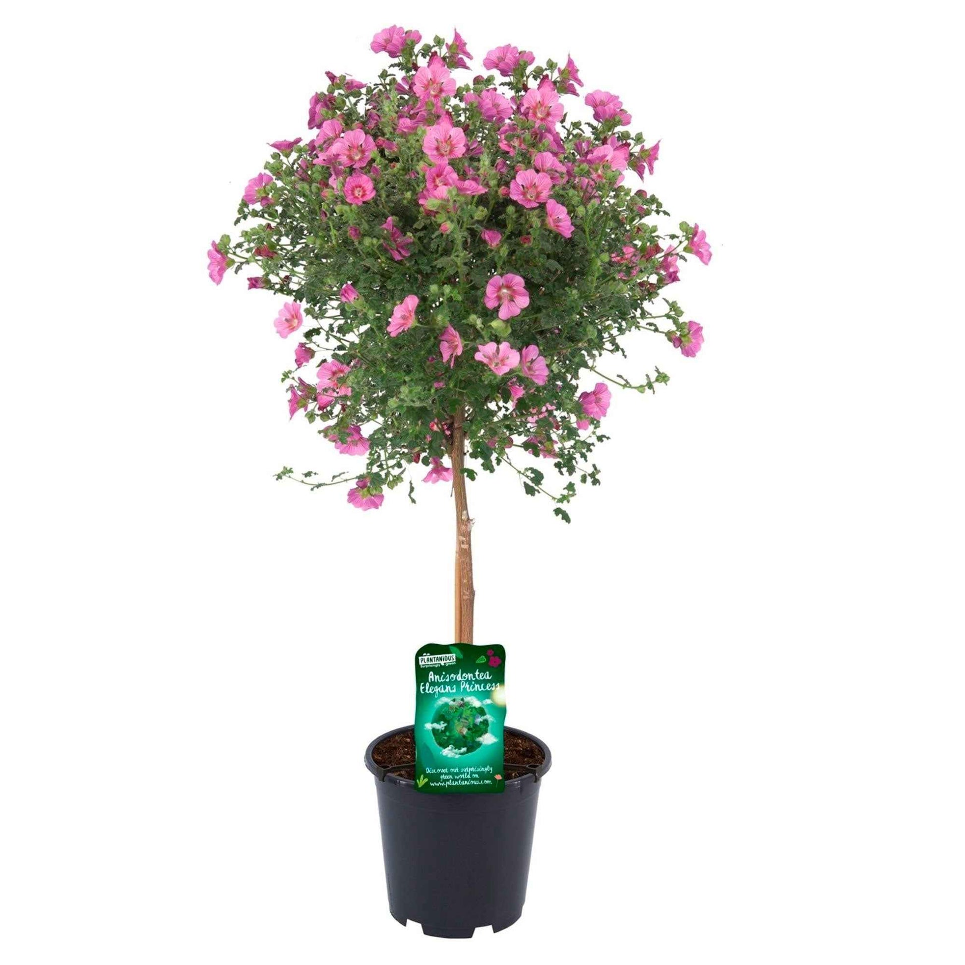 Malva du Cap Anisodontea 'Princess Pink' Rose - Nouvelles plantes d'extérieur