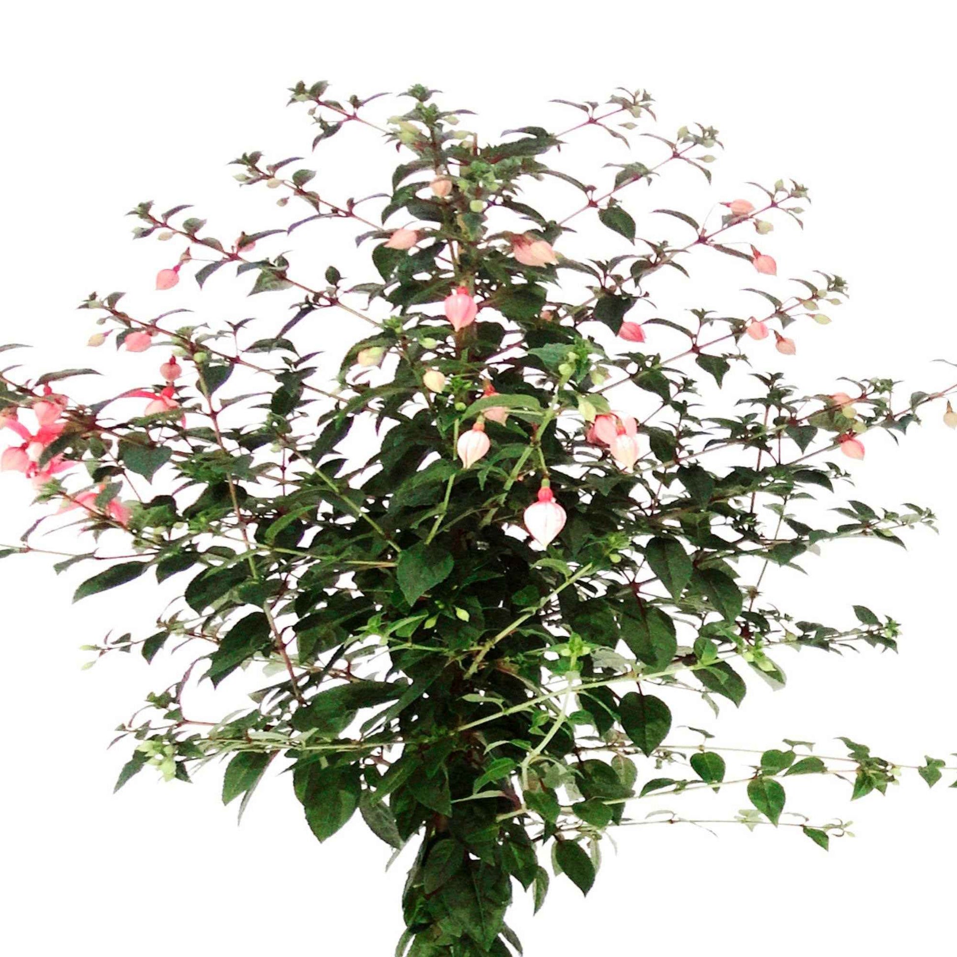 Fuchsia hybride Blanc - Fleurs d'été