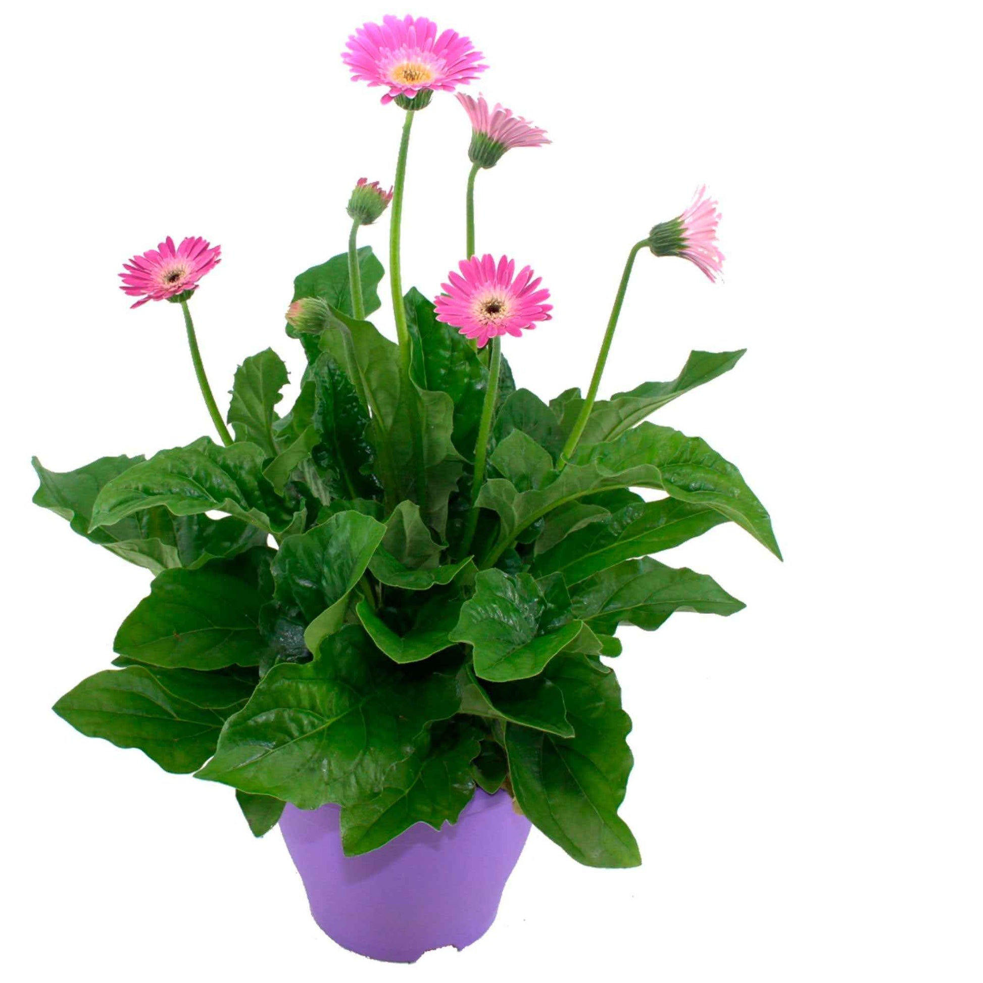 Gerbera  'Garvinea' Violet - Nouvelles plantes d'extérieur