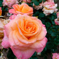 3x Rosier à grandes fleurs Rosa 'Britannia'® Rose-Jaune  - Plants à racines nues - Espèces de plantes